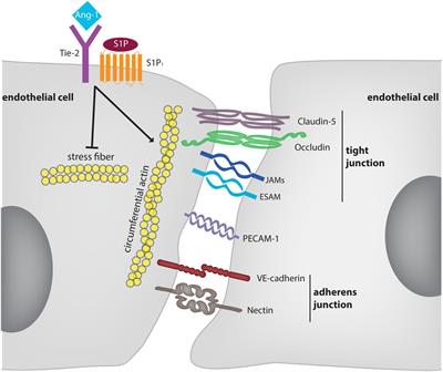 Mechanisms Ensuring Endothelial Junction Integrity Beyond VE-Cadherin